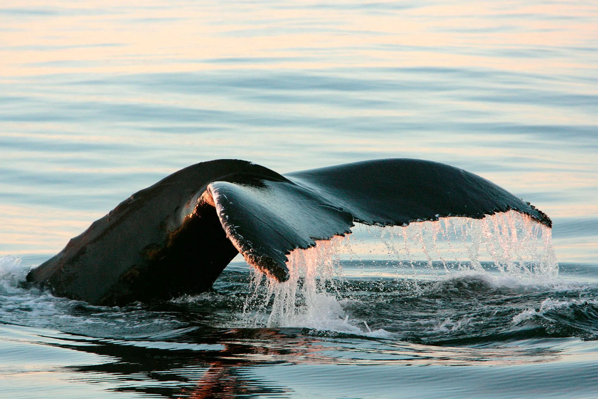Artwork for When the Whales Leave